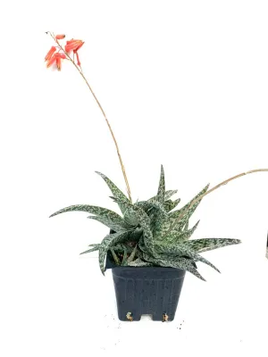 Aloe White Fox
