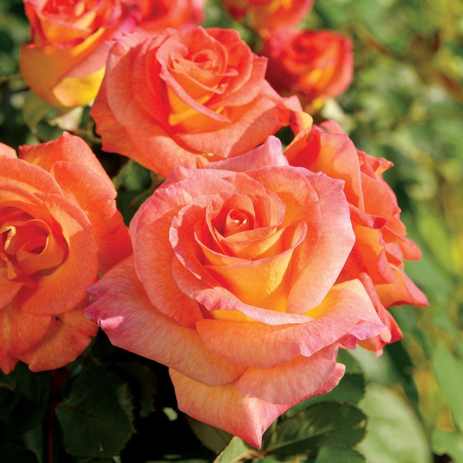 Rose “Mardi Gras”