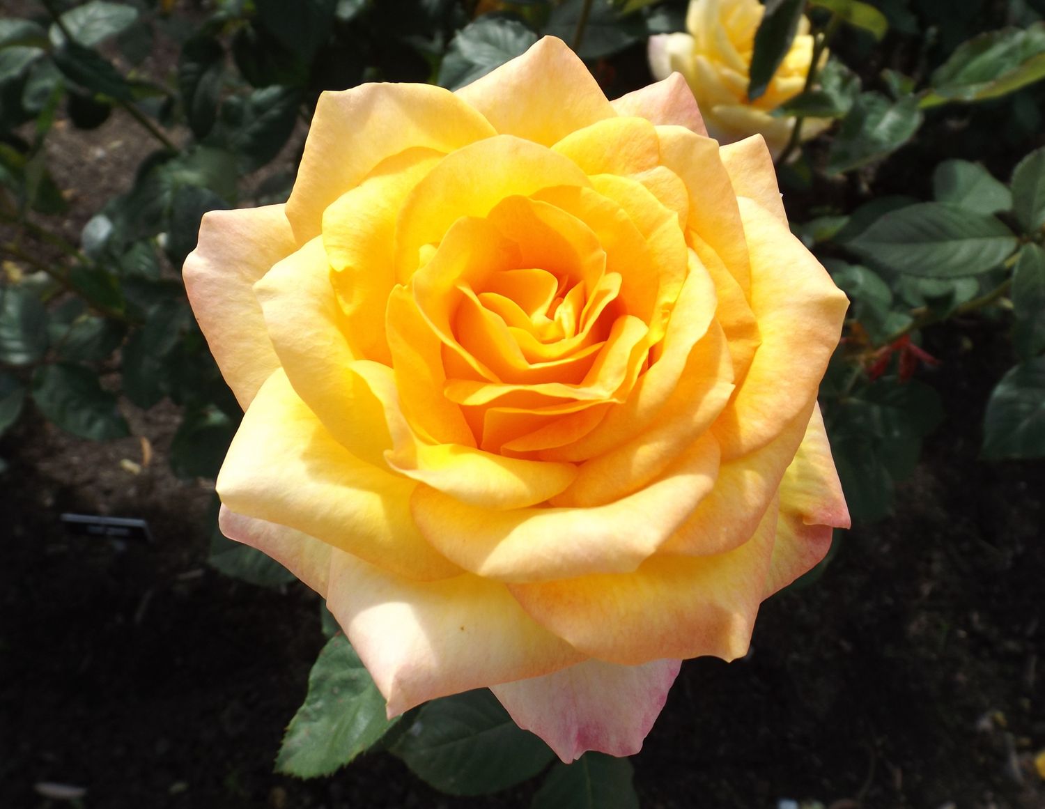 Rose “Gold Medal”