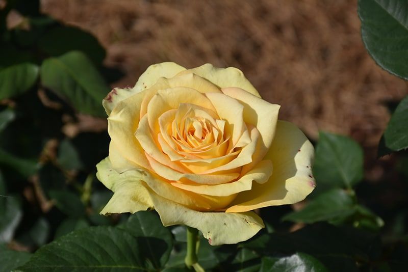Rose “St. Patrick”