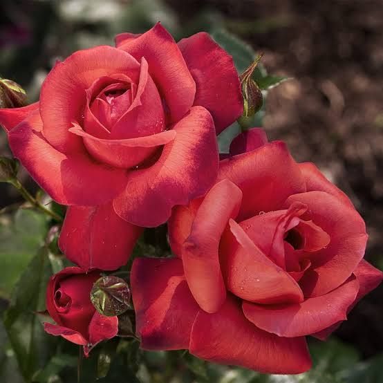 Rose “Hot Cocoa”