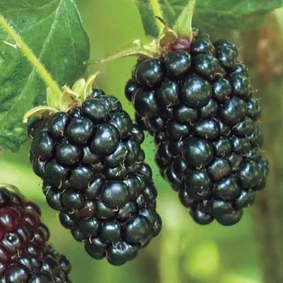 Blackberry Thornless “Prime Ark Freedom”