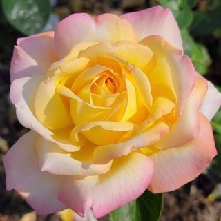 Rose “Peace”