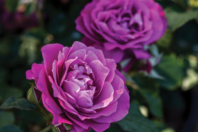 Rose “Heirloom”