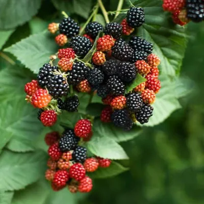 Blackberry Thornless “Prime Ark Traveler”