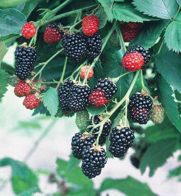 Blackberry Thornless “Natchez”