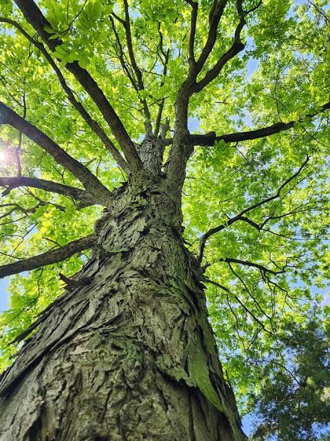 Water Hickory Tree