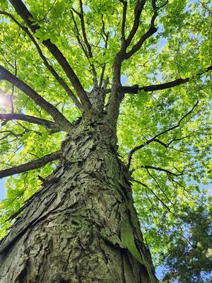 Water Hickory Tree