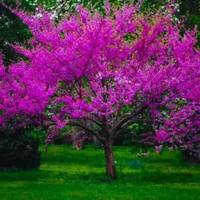 Redbud Tree