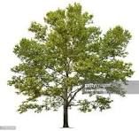 Sycamore Tree