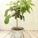 Avocado Plant