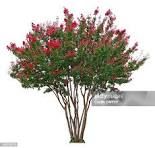 Crepe Myrtle