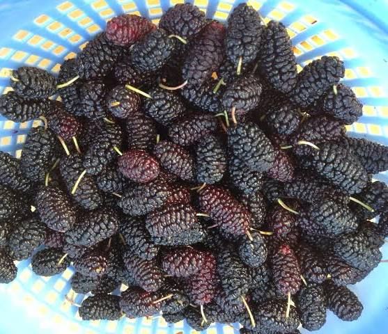 Mulberry