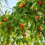 Persimmon, Imoto Fuyu