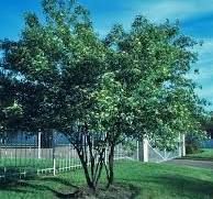 Dogwood, Rough Leafed