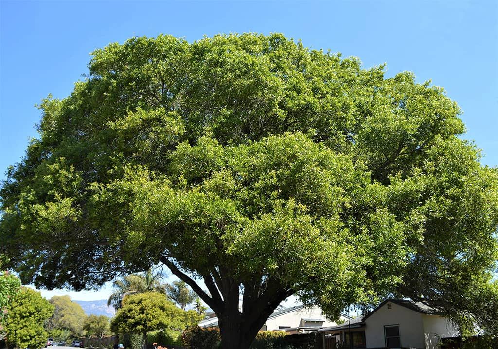 Southern Live Oak