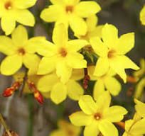 Winter Jasmine