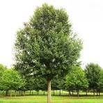 Oak, Nuttall