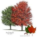 Maple, Red