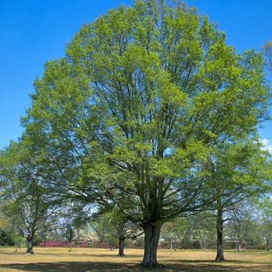 Nuttall Oak