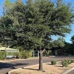 Oak, Southern Live