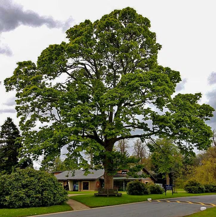 American Sycamore