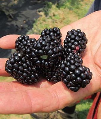 Blackberry Thornless “Big Daddy”