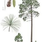 Pine, Lone Leaf