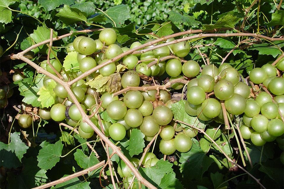 Muscadine Grape “Granny Val”