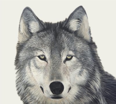 Arctic Wolf - Print