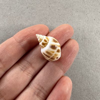 Dije Caracol Gaspeado 25 x 20 x 15 mm
