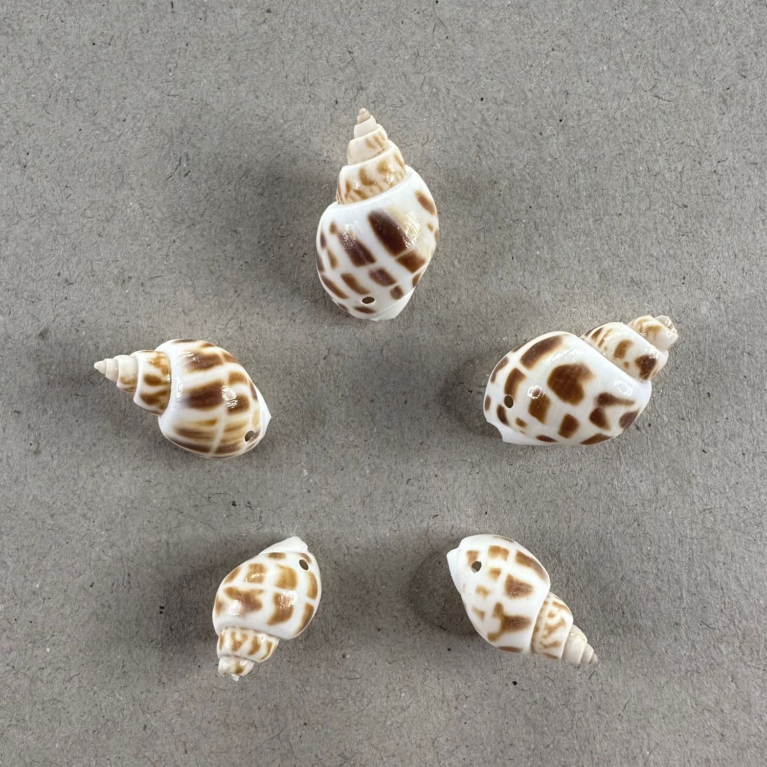 Dije Caracol Gaspeado 25 x 20 x 15 mm