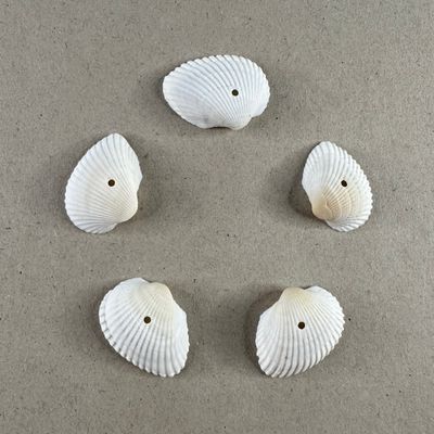 Dije Caracol Ostras Blancas 25 x 20 x 10 mm