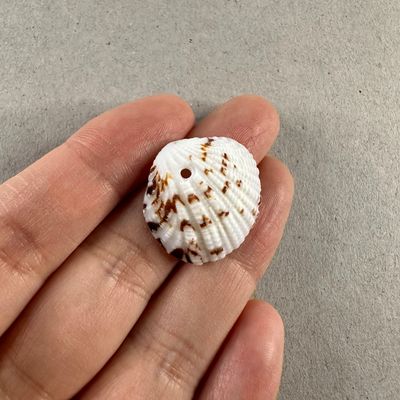 Dije Caracol Ostras Redondas Gaspeadas 25 x 20 x 10 mm
