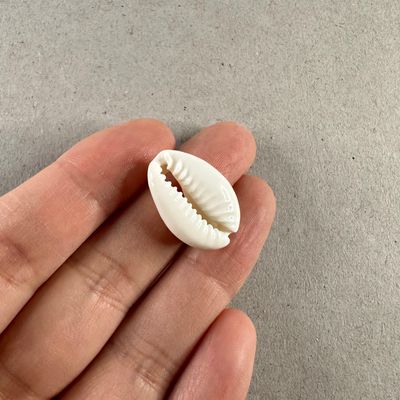 Caracol Buzios Naturales 25 x 15 x 6 mm