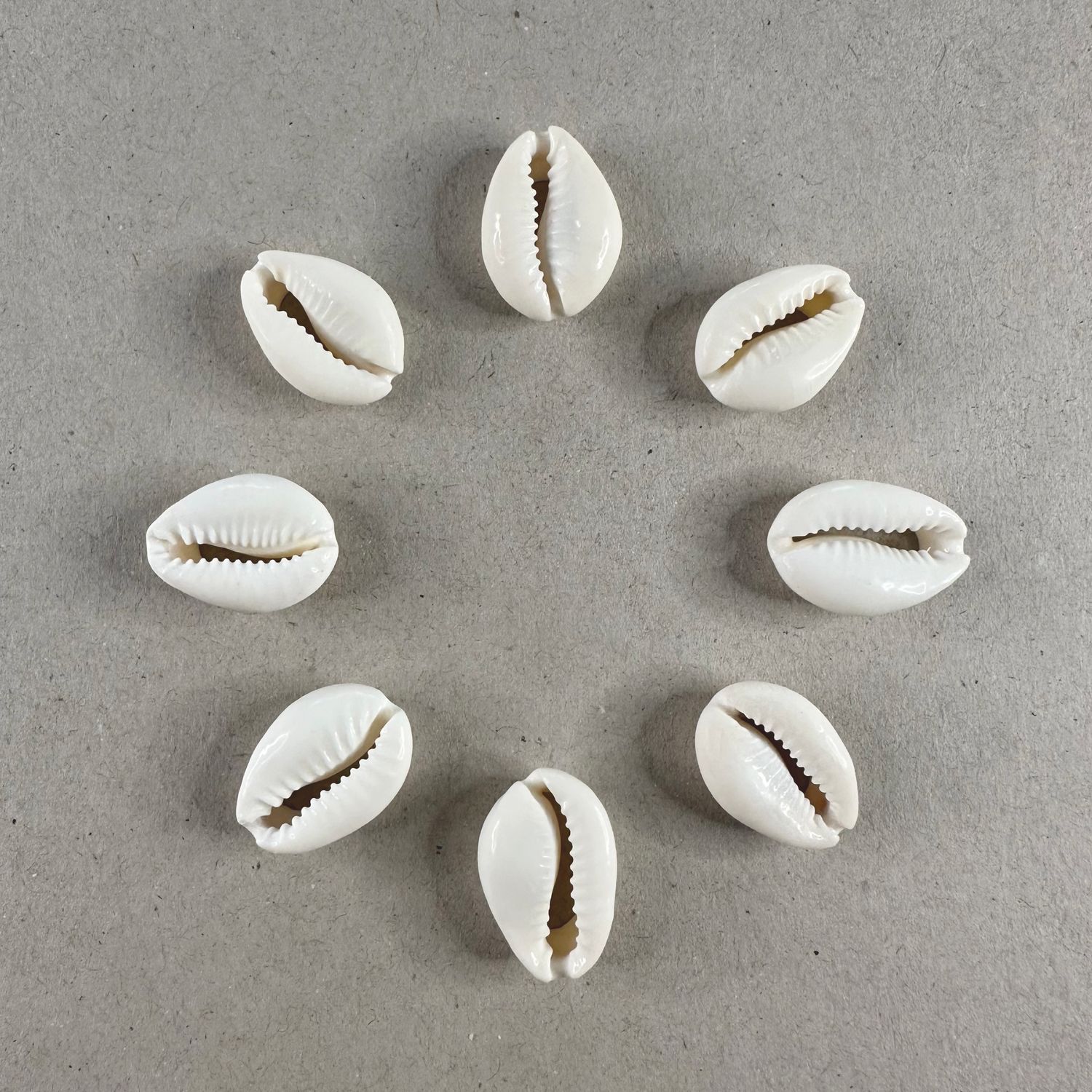 Caracol Buzios Naturales 25 x 15 x 6 mm