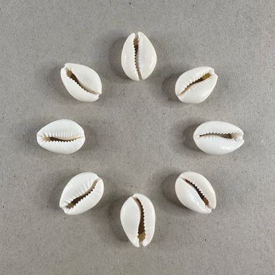 Caracol Buzios Naturales 25 x 15 x 6 mm