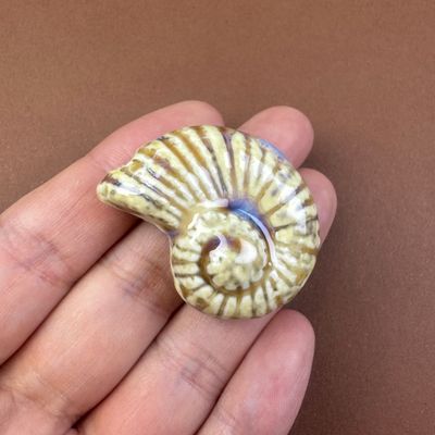 Cerámica Caracol Nautilus Esmaltado 40 x 30 x 16.5 mm Natural