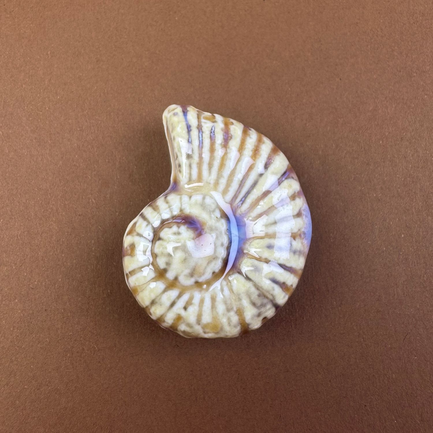 Cerámica Caracol Nautilus Esmaltado 40 x 30 x 16.5 mm Natural