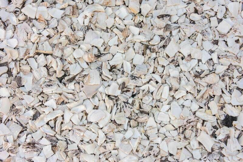 Crushed Sea Shells