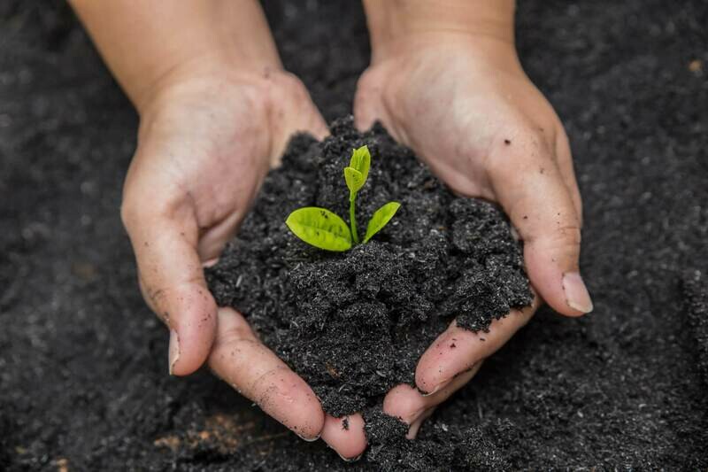 Will Grow