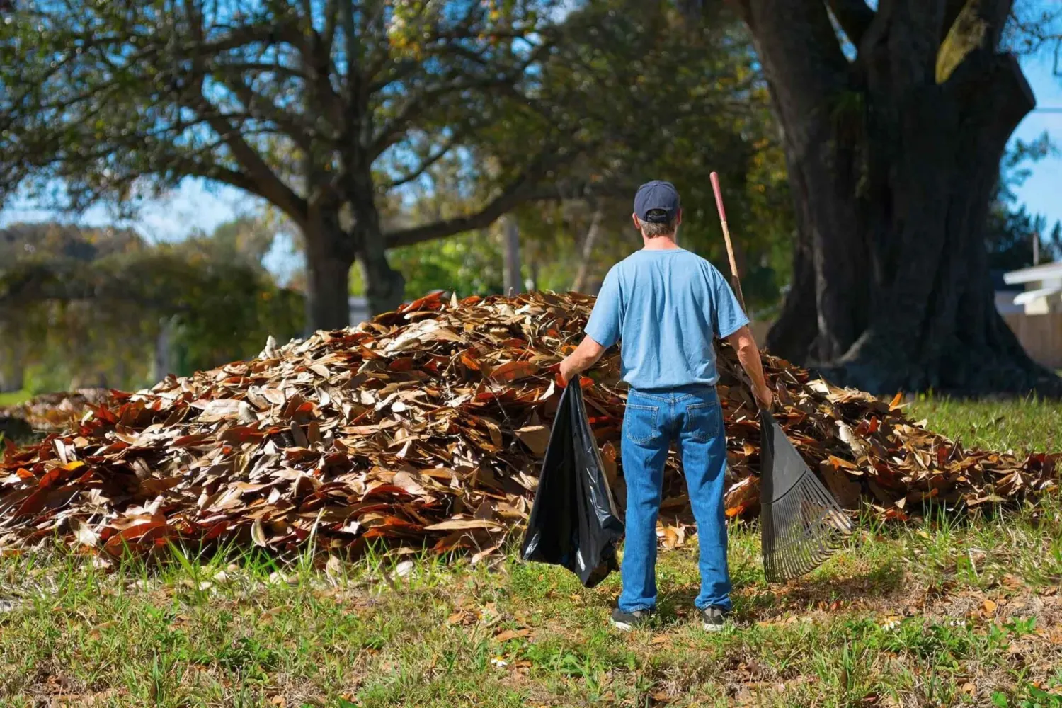 Leaf Disposal