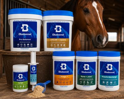 Horse Supplements