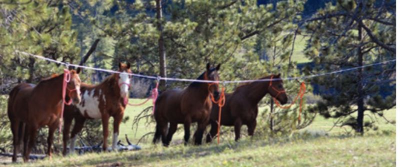 Horse Picket Line 722018004