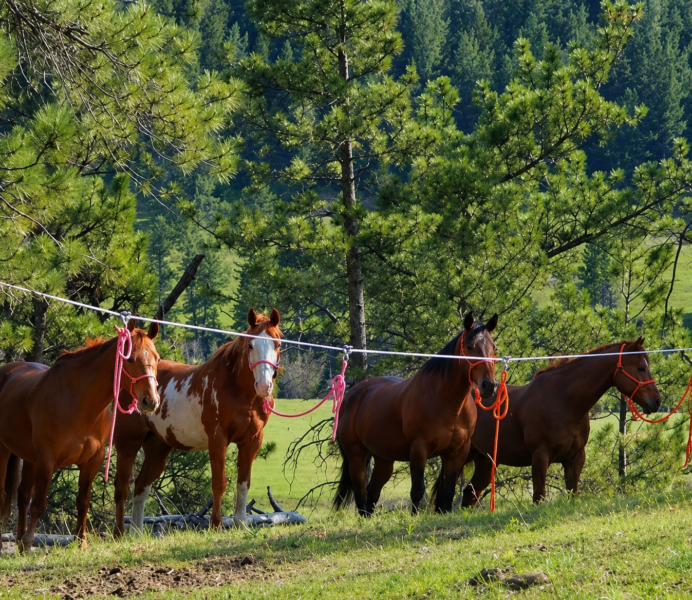Horse Picket Line 722018004