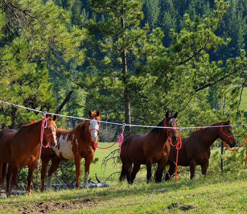 Horse Picket Line 722018004