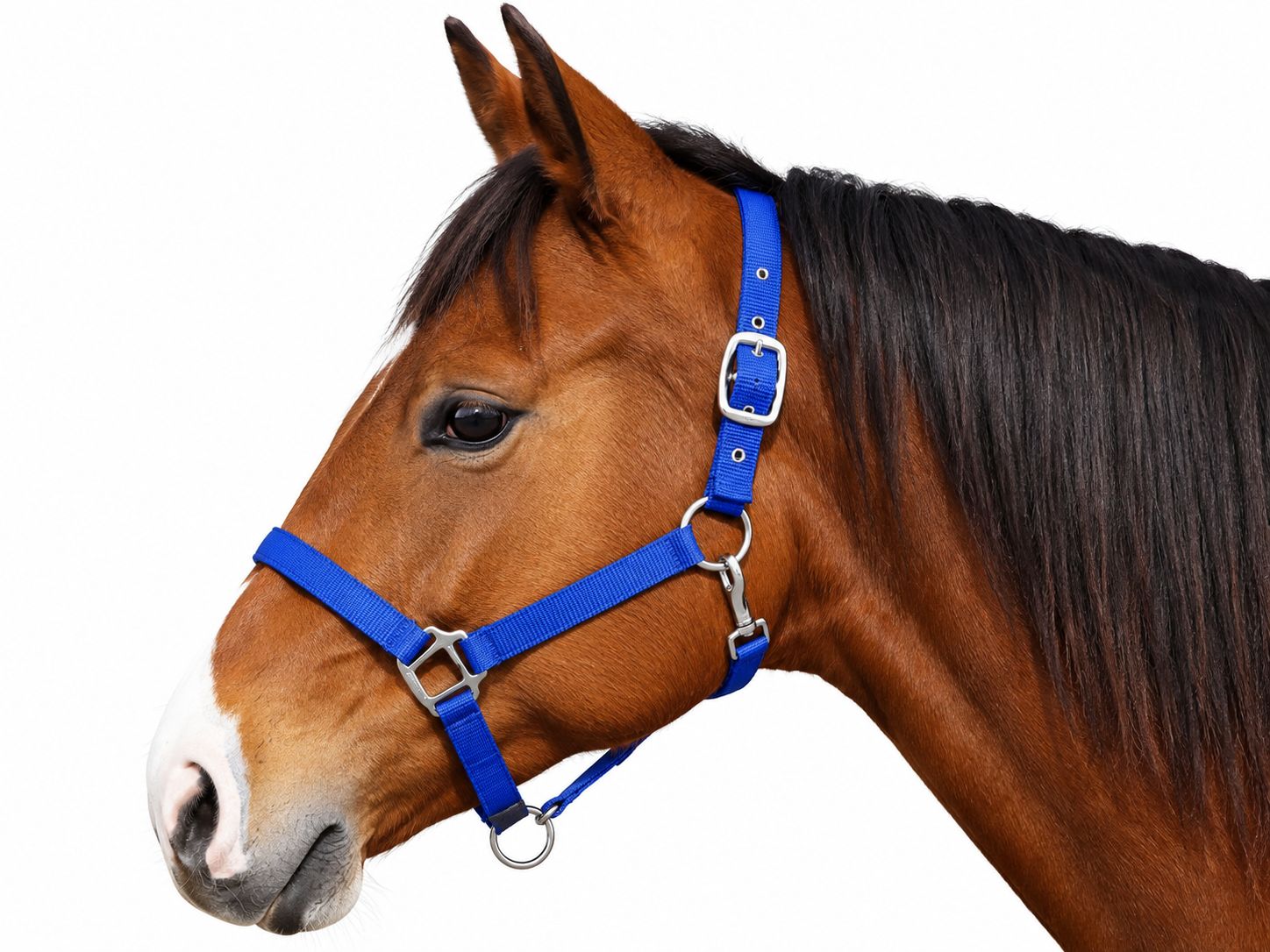 Equi-Sky Basic Breakaway Halter Equi-Sky Basic Breakaway Halter