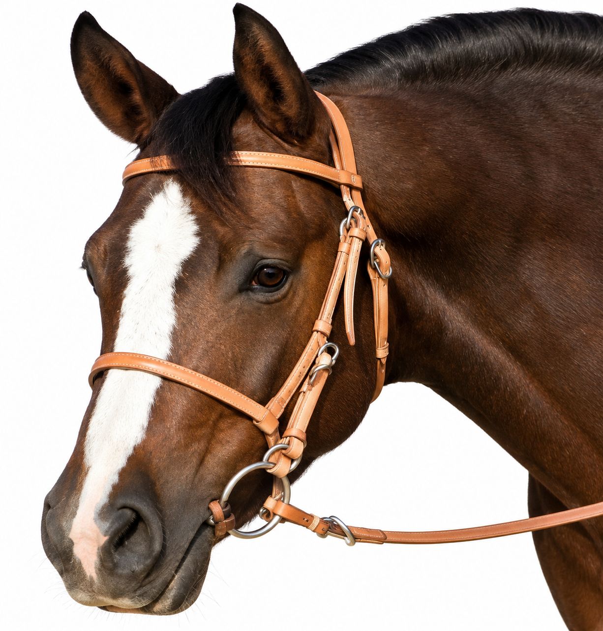 Professional Choice 4591HL Trail Halter Bridle Professional Choice 4591HL Trail Halter Bridle