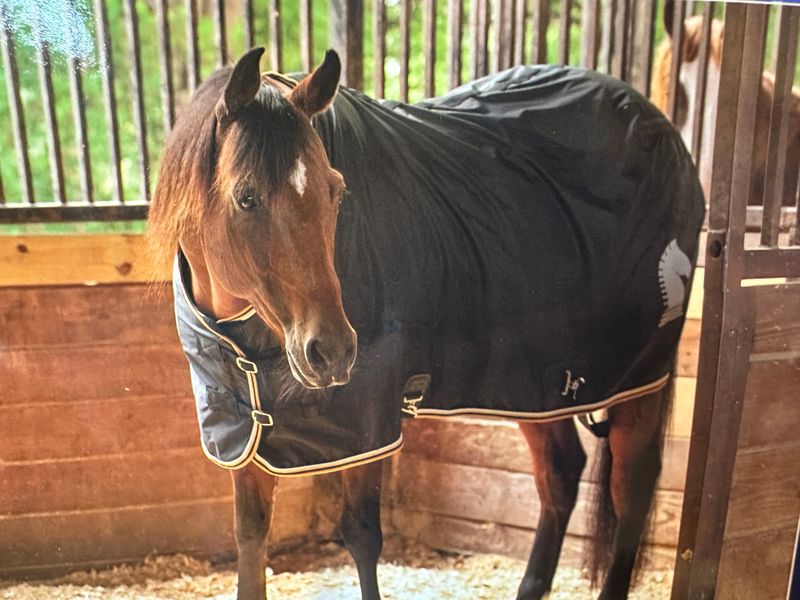 Classic Equine Stable Sheet XL (81"-83")