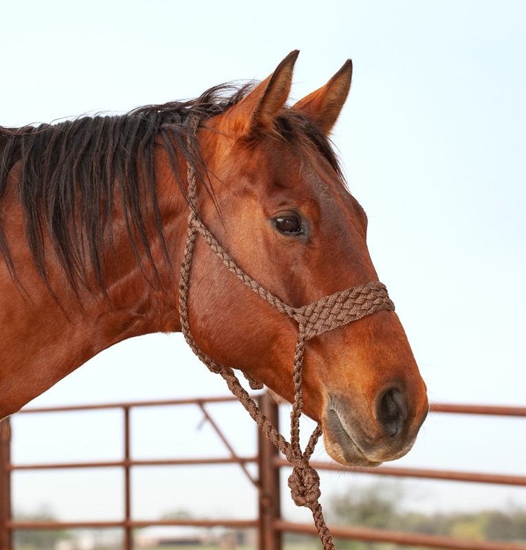Classic Equine Chocolate Flat Braided Halter With Lead